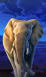 African Elephant